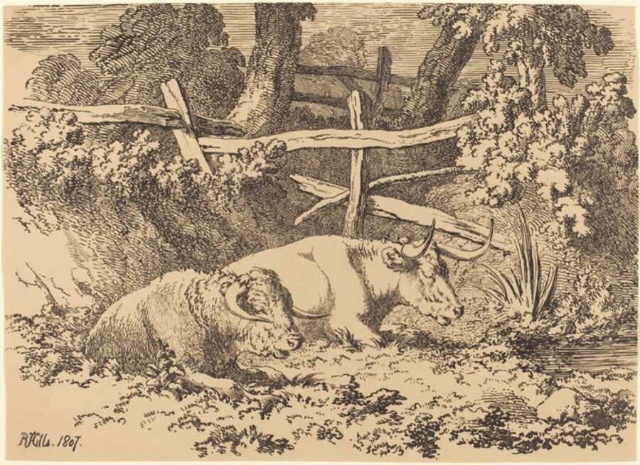 Cattle Resting