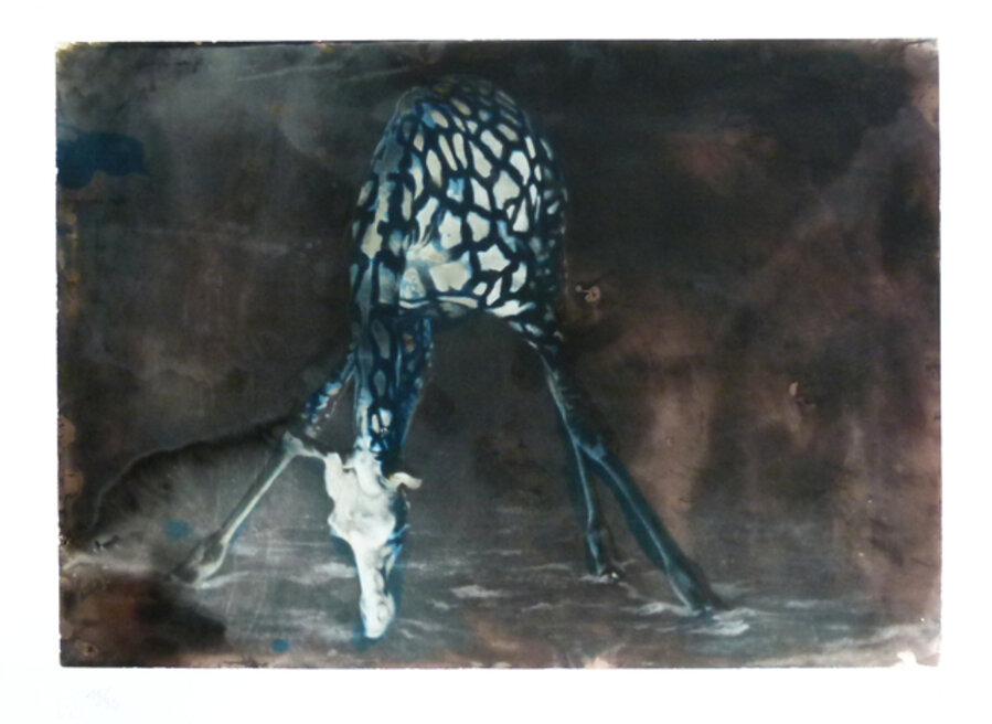 Giraffe