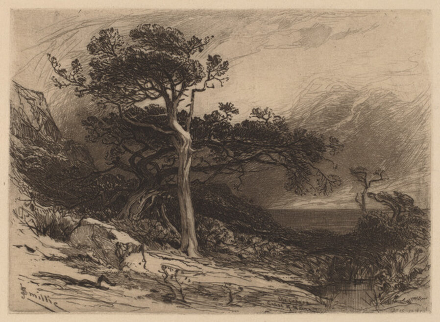 Old Cedars, Coast of Maine