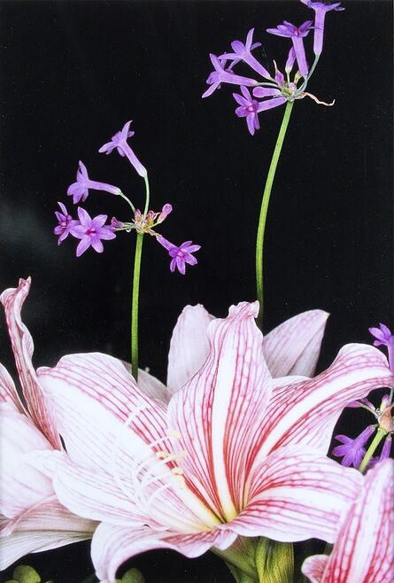 Nobuyoshi Araki, ‘Untitled (from the series Flowers)’, anni 2000