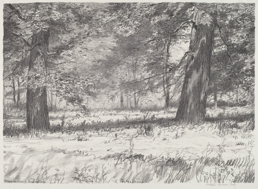 Two Maples