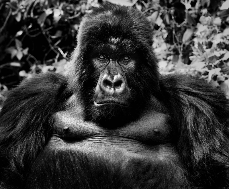 David Yarrow, ‘King Kong’, 2011, Photography, Archival Pigment Print, CAMERA WORK