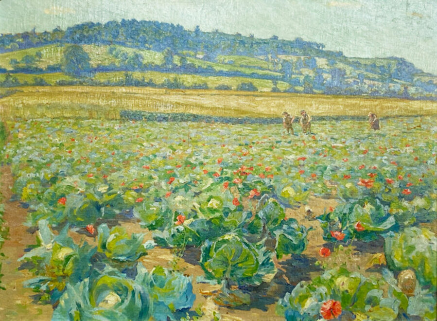 Champ de Choux