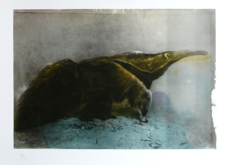 Anteater