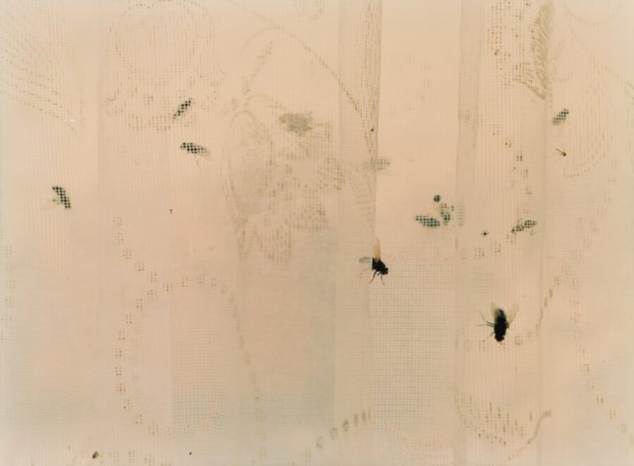 Untitled (Flies in Curtain)