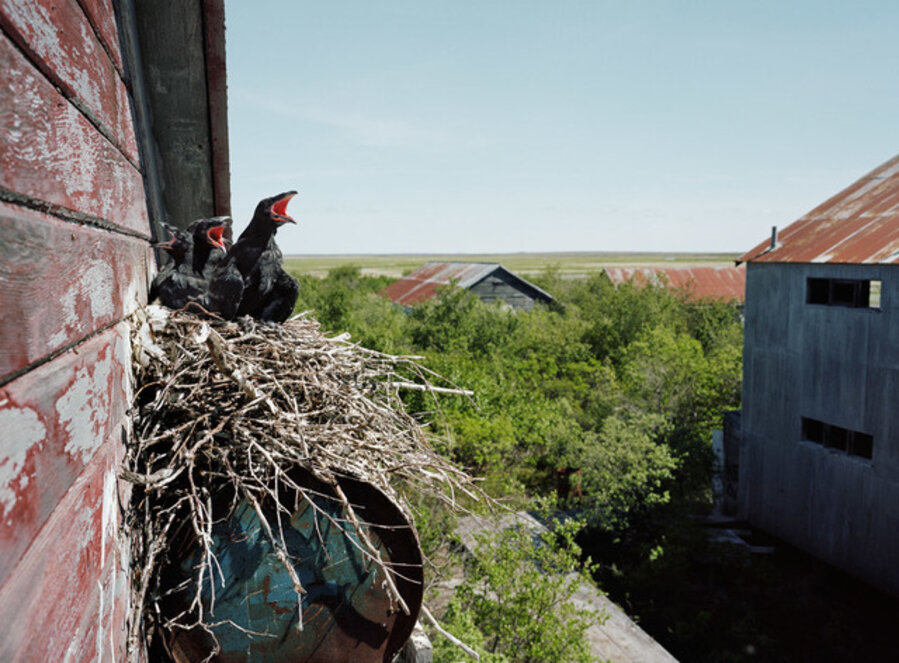 Graveyard Roosters
