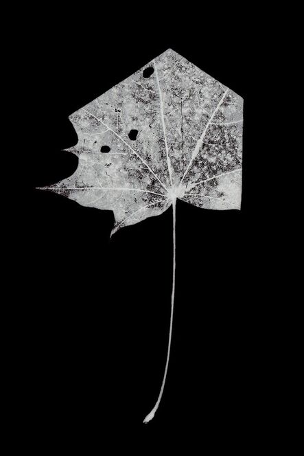 Henrik Strömberg, ‘leaf-cut 01’, 2016