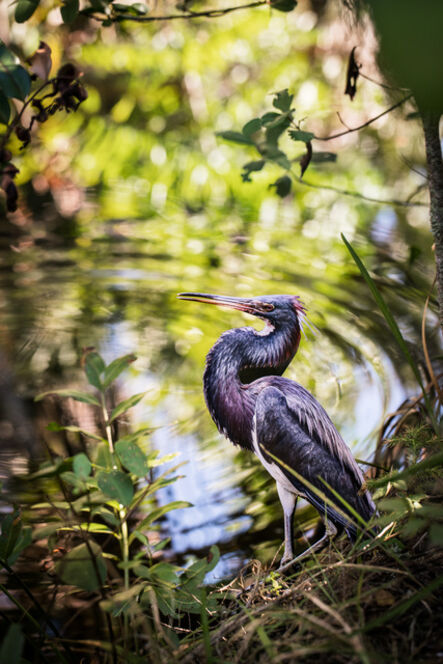 Carolyn Monastra, ‘"Tri-colored Heron"’, 2018