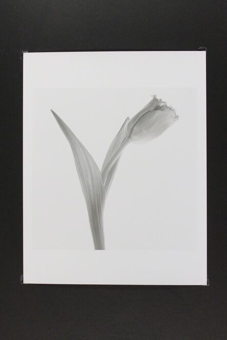 Phil-Hee Kong, ‘Tulip’, 2014