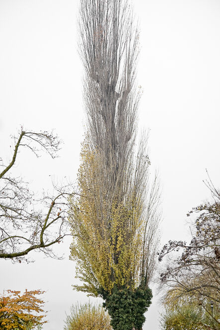 Laurie Lambrecht, ‘Lake Trees 4’, 2006