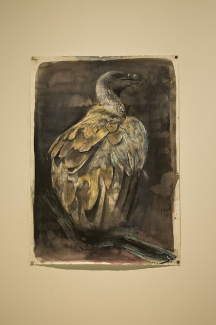 Russ Ronat, ‘African White Backed Vulture #1’, 2018