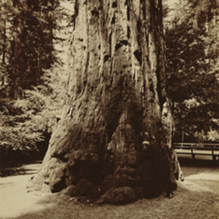 Carleton E. Watkins, ‘Big Tree Felton (Redwood), Santa Cruz’, 1880