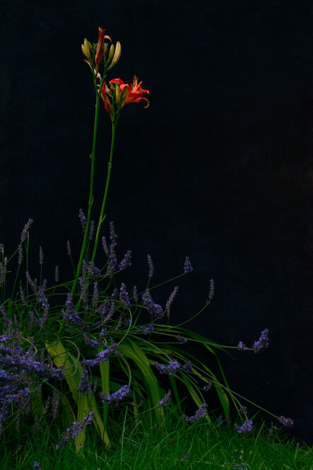 Tom Molloy, ‘Orange day lily and lavender’, 2021