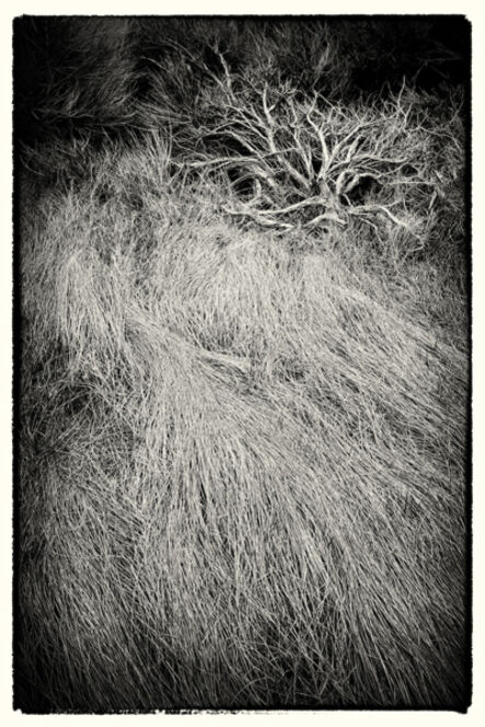 Cara Weston, ‘Bush and Grasses, Death Valley’
