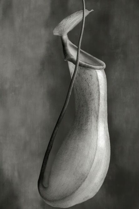 Beth Moon, ‘Nepenthes Ventricosa’, Circa 2019