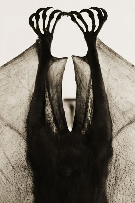 Henry Horenstein, ‘Flying Fox, Pteropus Mearnsi’, 1995-2001