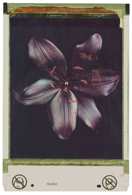 Jan C. Schlegel, ‘Black Lily’, 2022