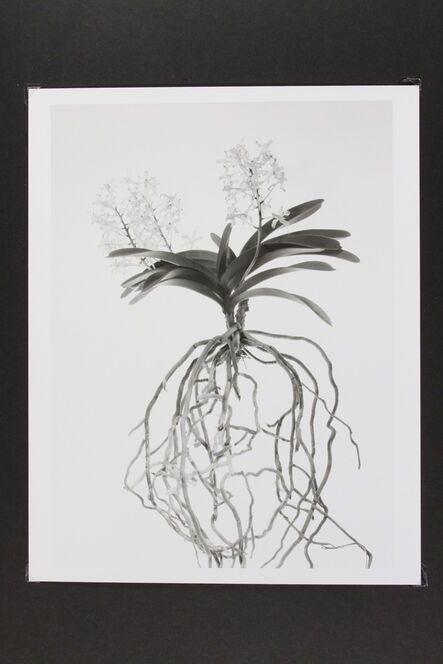 Phil-Hee Kong, ‘Orchid’, 2013