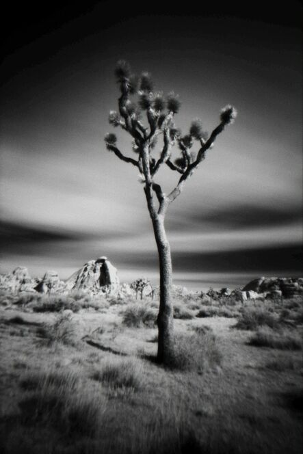 Cody S. Brothers, ‘Black & White, Photography Pinhole: 'APR24 -Joshua Tree'’, 2016-2018