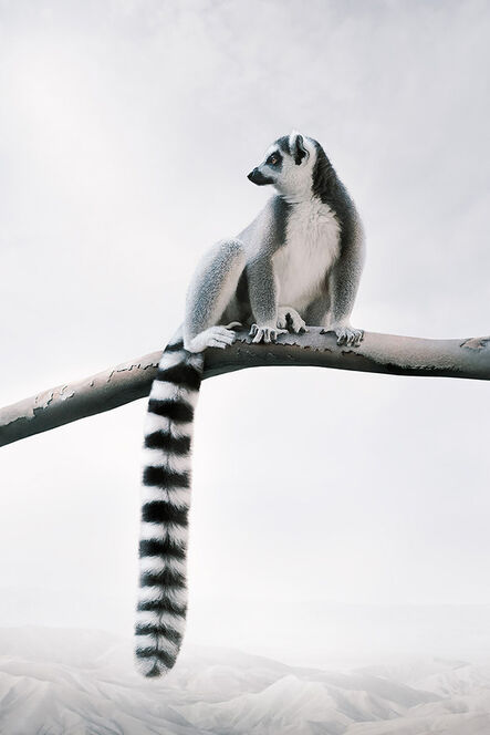 Alice Zilberberg, ‘Laid Back Lemur’, 2020