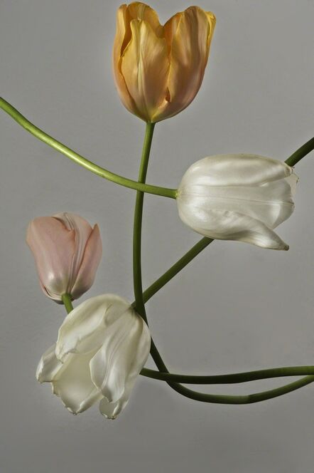 Paul Solberg, ‘Floating Tulips’, 2008