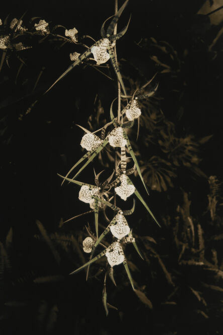 Cristina Kahlo, ‘Orquídeas’, 2020