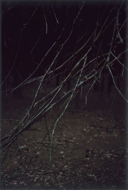 Jitka Hanzlová, ‘Forest #5, Untitled (Sharp Fingers)’, 2004
