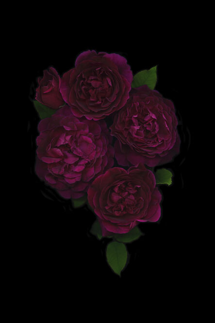 Mary Kocol, ‘Five Deep Red Roses’, 2016