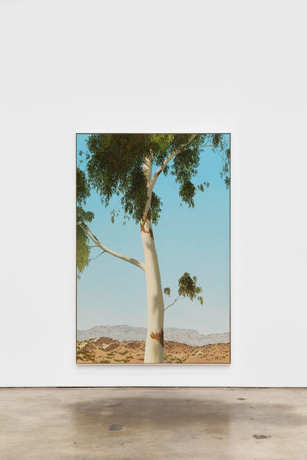 Jake Longstreth, ‘Sand Canyon (Eucalyptus 4)’, 2020