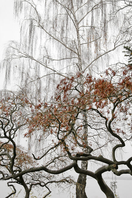 Laurie Lambrecht, ‘Lake Trees 2’, 2004