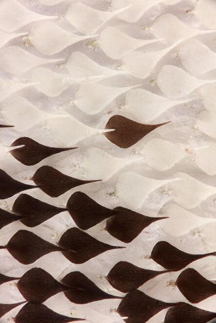 Fiona Pardington, ‘Parnassius mnemosyne (Clouded Apollo), wing scales, Limone Piemonte, Italy, June 14 1967, 1, 2016. With thanks Musée Cantonal de Zoologie, Lausanne, Switzerland’, 2017