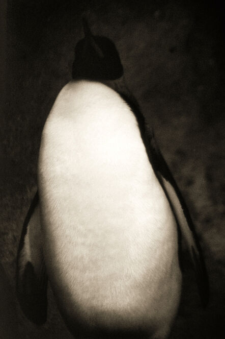 Henry Horenstein, ‘Emperor Penguin, Aptenodytes Forsteri’, 1995-2001