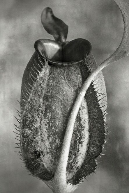 Beth Moon, ‘Nepenthes Tomoriana’, Circa 2019