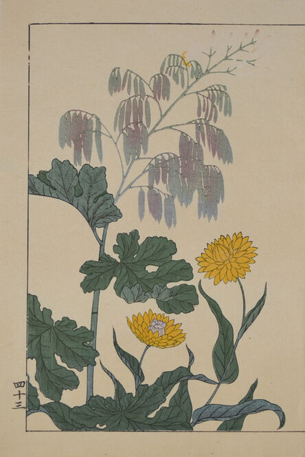 hoitsu, ‘Yellow Summer Mum’, 1907