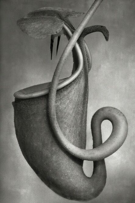 Beth Moon, ‘Nepenthes Bicalcarata’