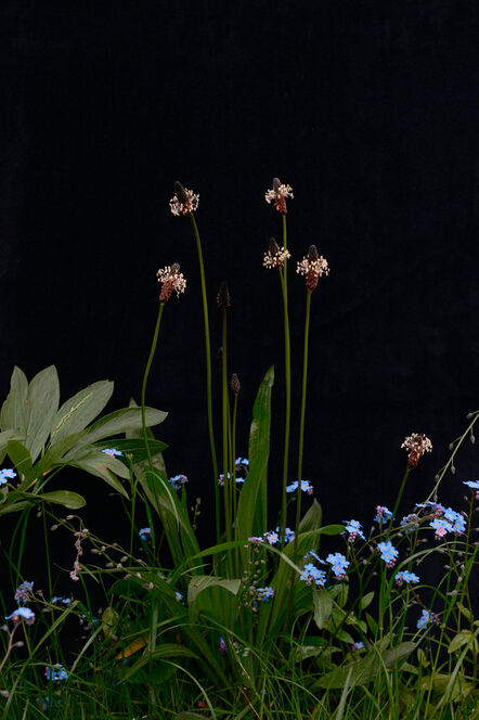 Tom Molloy, ‘Forget-me-not and plantain’, 2021