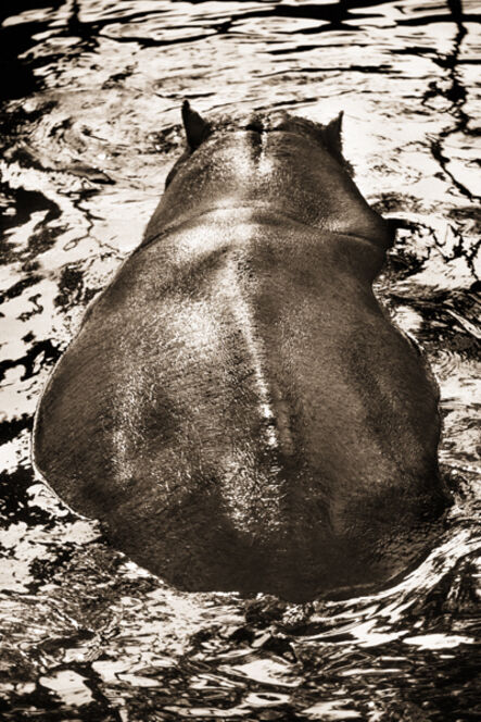 Henry Horenstein, ‘Hippopotamus, Hippopotamus Amphibius’, 1995-2001