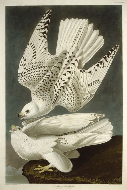 Robert Havell after John James Audubon, ‘Iceland or Jer Falcon’, 1837