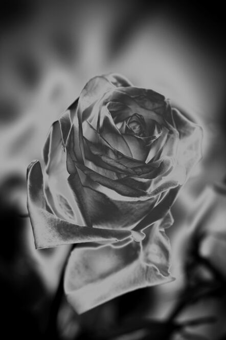 Indira Cesarine, ‘Une Rose Fleurit en Argent’, 2020
