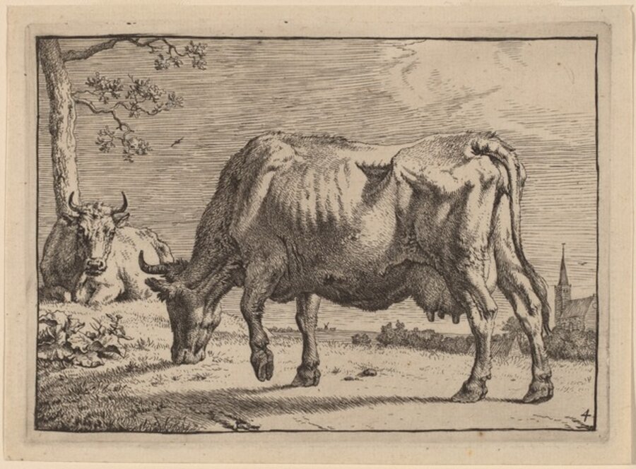 Grazing Cow