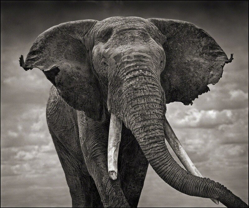 Nick Brandt, ‘Elephant with Tattered Ears, Amboseli’, 2008, Photography, Platinum print, Edwynn Houk Gallery