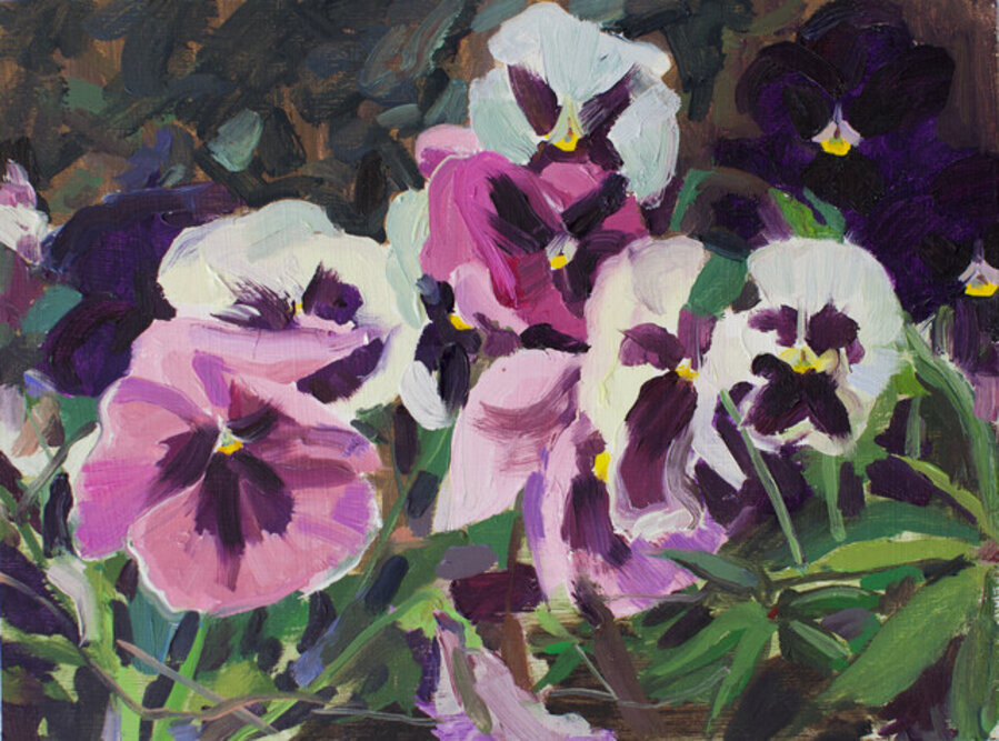 三色紫罗兰Crowd of Pansies