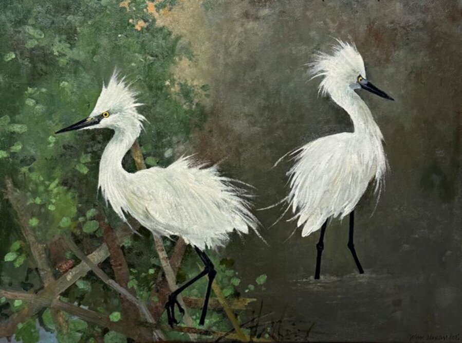 Snowy Egrets