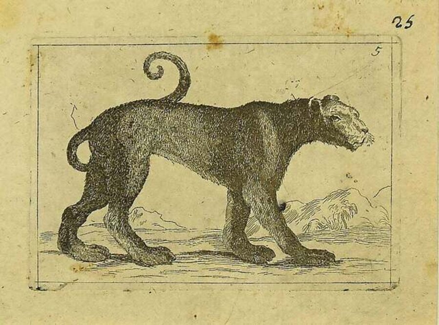 The Cheetah