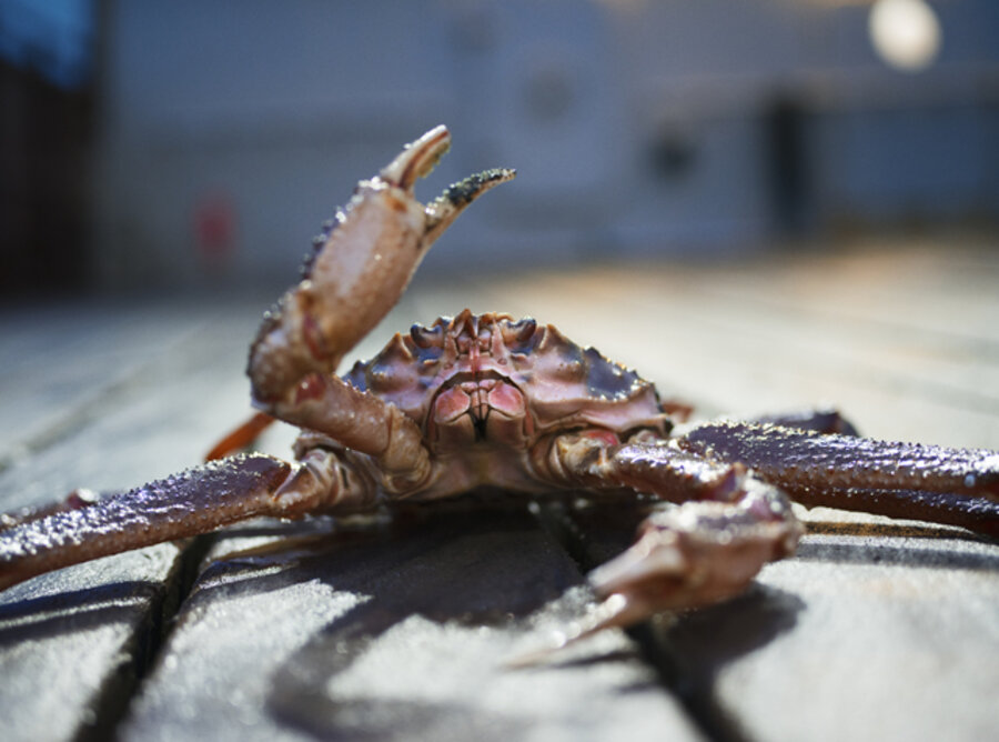 Crustacean Resistance