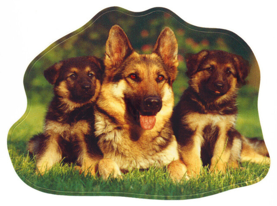 German Shepherds Sticker
