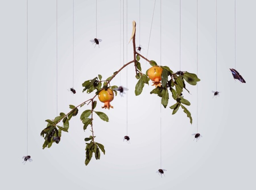 Speak, Memory of Pomegranate說吧, 記憶石榴
