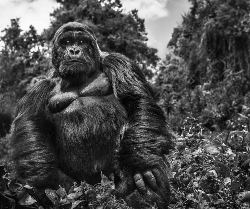 David Yarrow, ‘Judge and Jury’, 2020, Photography, Digital Pigment Print on Archival 315gsm Hahnemuhle Photo Rag Baryta Paper, Samuel Owen Gallery