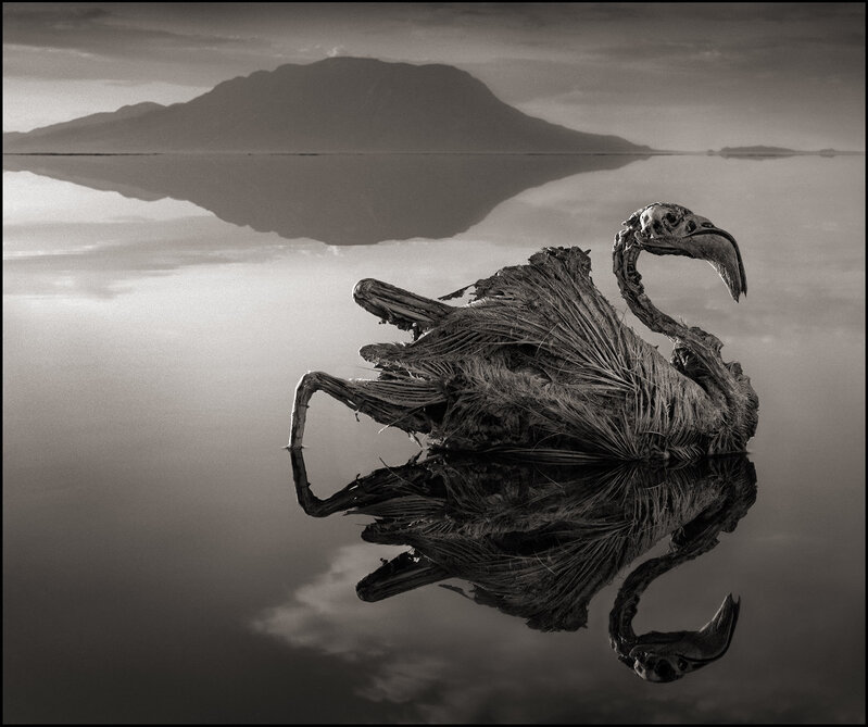 Nick Brandt, ‘Petrified Reflected Flamingo, Lake Natron ’, 2010, Photography, Archival Pigment print, Atlas Gallery