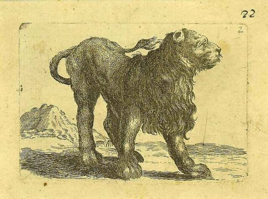 The Lion
